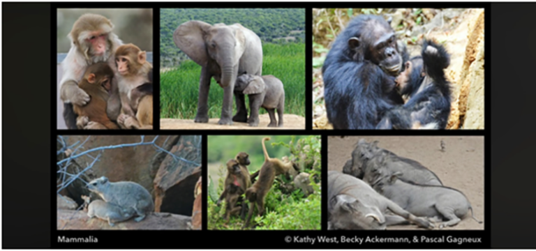 Anne sütü mü, ereksiyon bozukluğu mu?